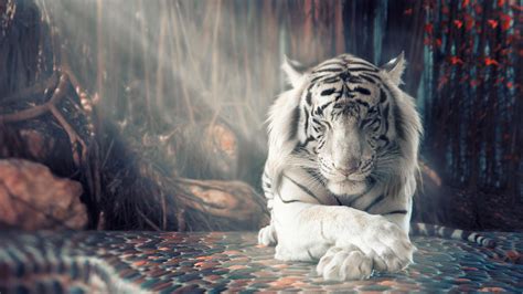 白虎桌布|[320+] White Tiger Wallpapers